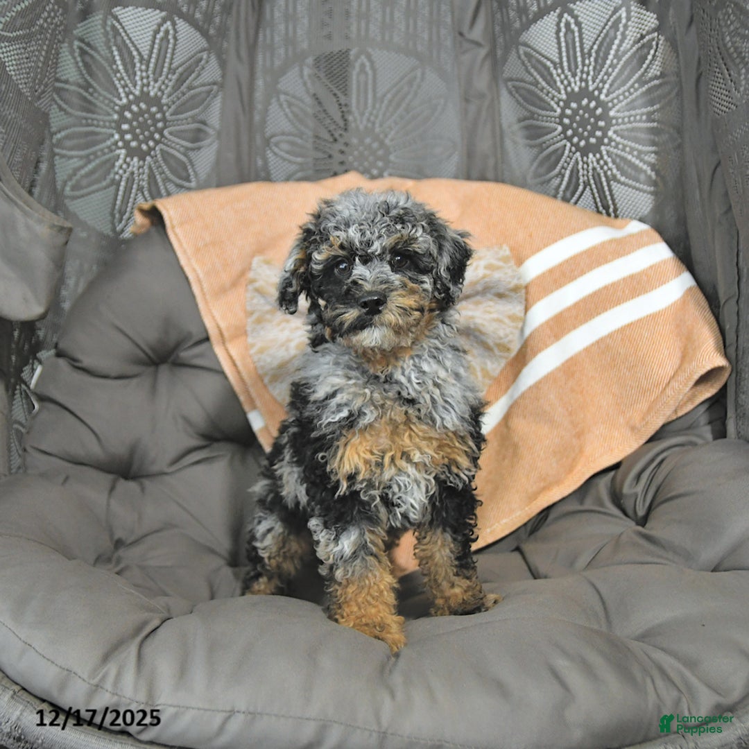 Miniature Poodle dogs for sale: Andy - Ad 2