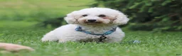 Bichpoo dogs for sale: Sadie - Ad 7