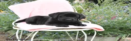 Labrador Retriever dogs for sale: Max - Ad 4