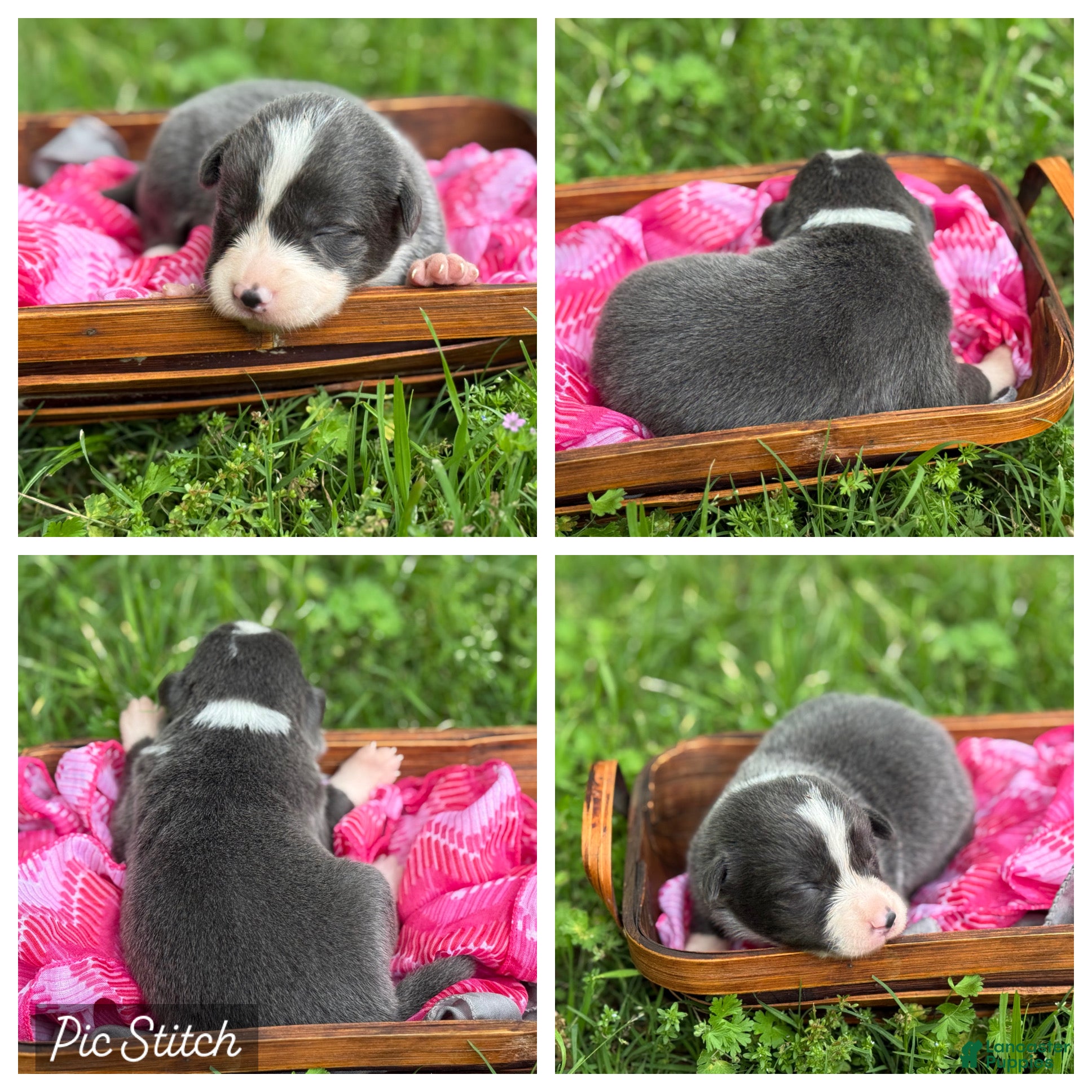 Border Collie dogs Blue short hair - Ad 9