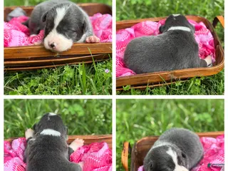 Border Collie dogs Blue short hair - Ad 8