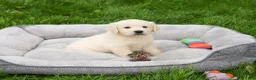 Golden Retriever dogs for sale: Delaney  - Ad 5