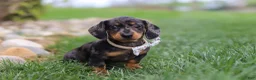 Miniature Dachshund dogs for sale: Lila - Ad 3