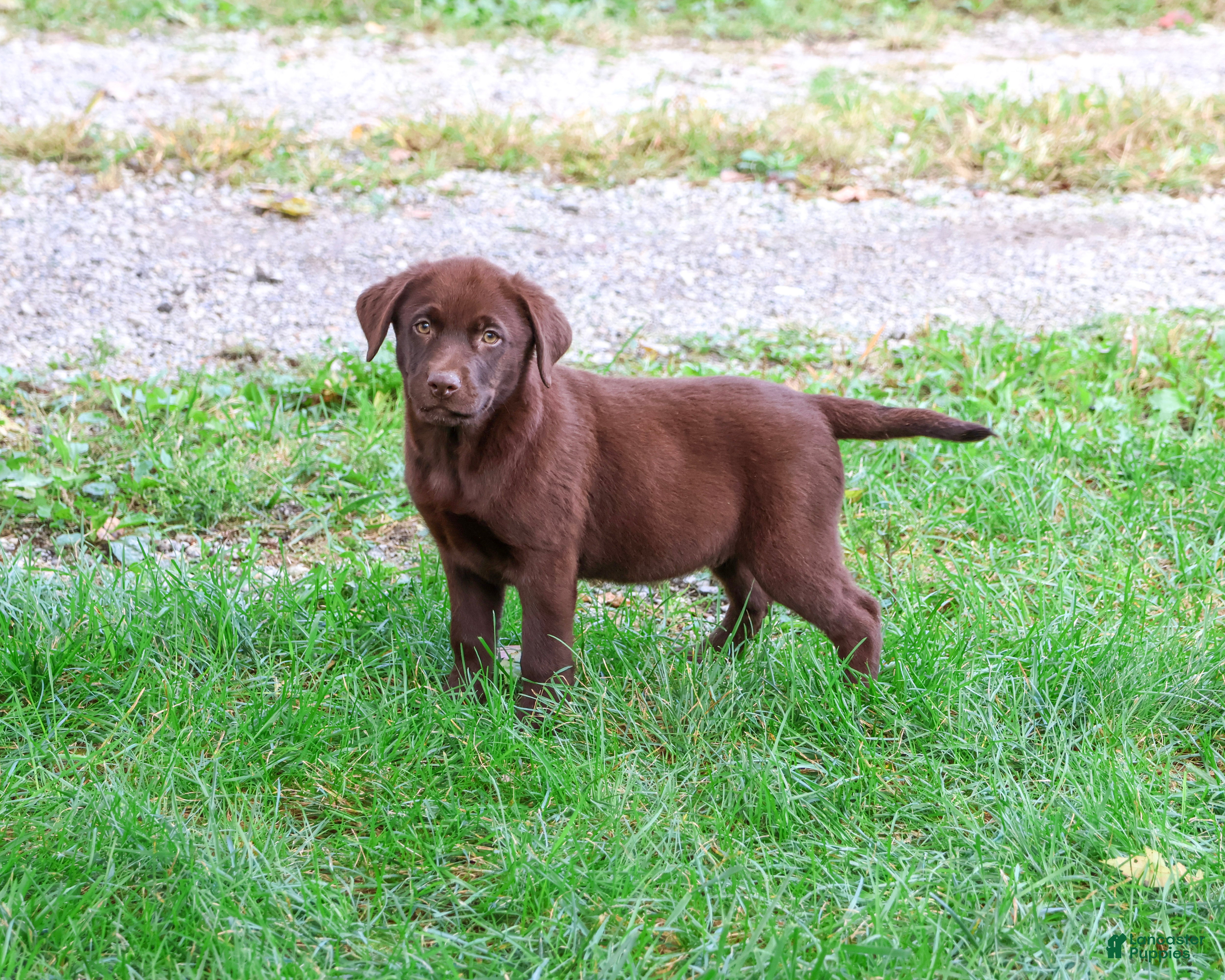 Labrador Retriever dogs Mabel - Ad 1