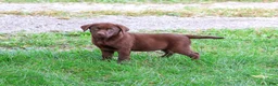 Labrador Retriever dogs for sale: Mabel - Ad 1