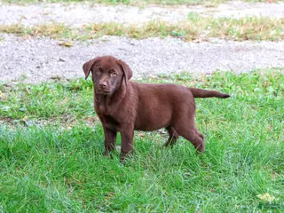 Labrador Retriever dogs Mabel - Ad 1