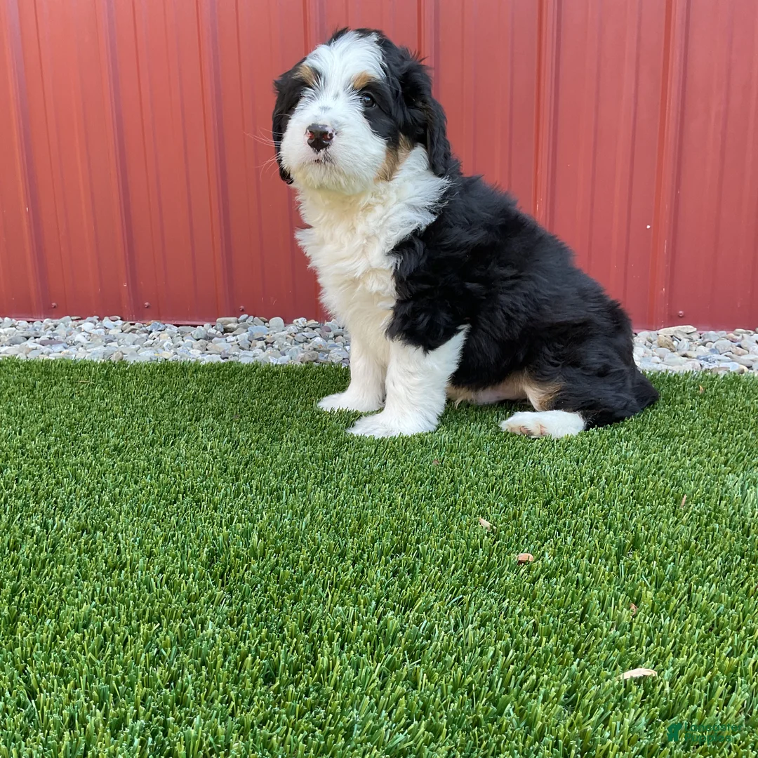 Bernedoodle dogs for sale: Tulip  - Ad 2