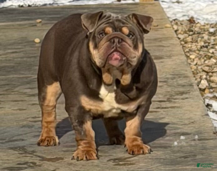 English Bulldog dogs Junie - English Bulldog - Ad 3