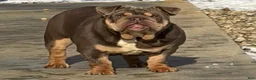 English Bulldog dogs for sale: Junie - English Bulldog - Ad 1