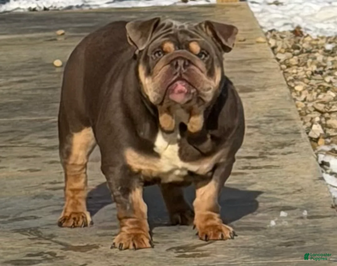 English Bulldog dogs for sale: Junie - English Bulldog - Ad 1