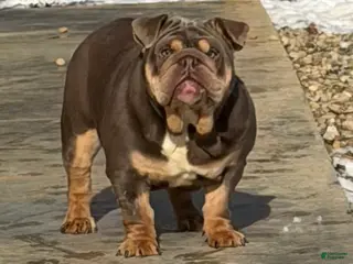 English Bulldog dogs Junie - English Bulldog - Ad 3