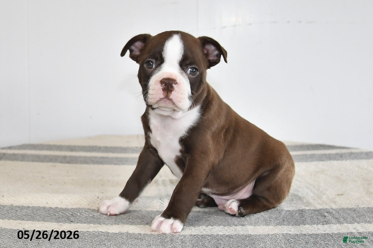 Boston Terrier dogs Fritz - Ad 2