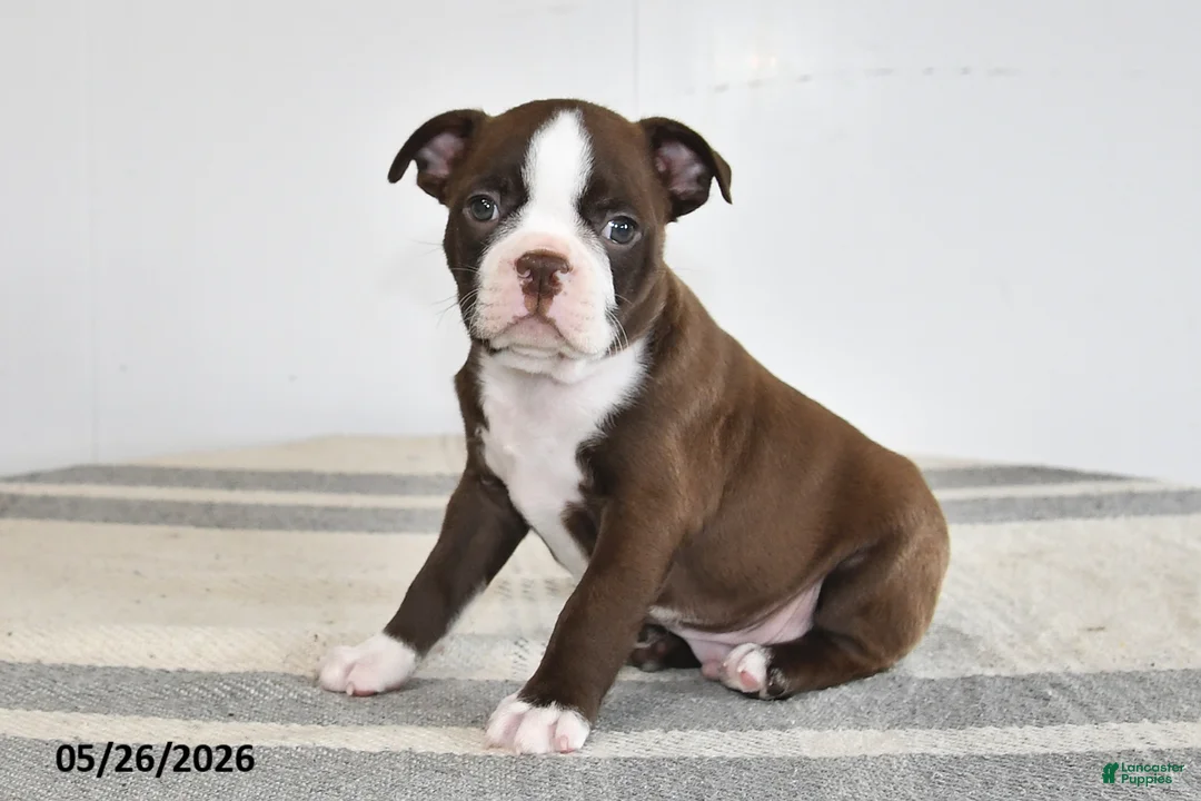 Boston Terrier dogs for sale: Fritz - Ad 2
