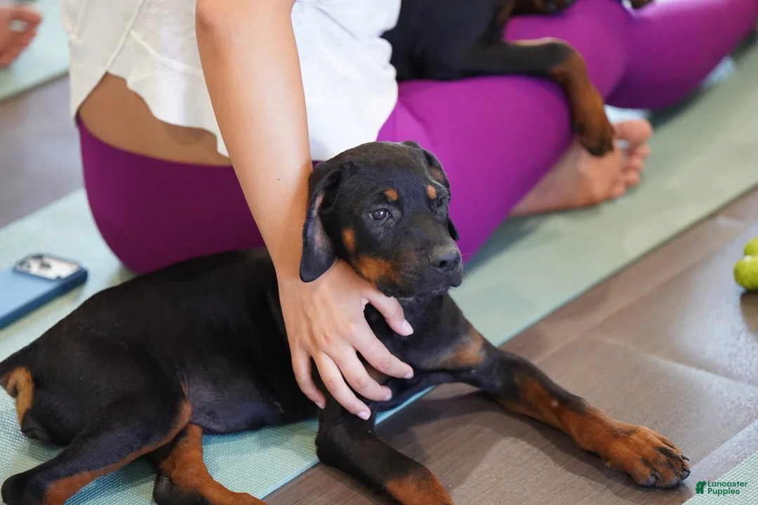 Rottweiler dogs for sale: Amiri - Ad 2