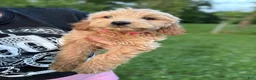 Mini Goldendoodle dogs for sale: Mini Goldendoodle 3 - Ad 3