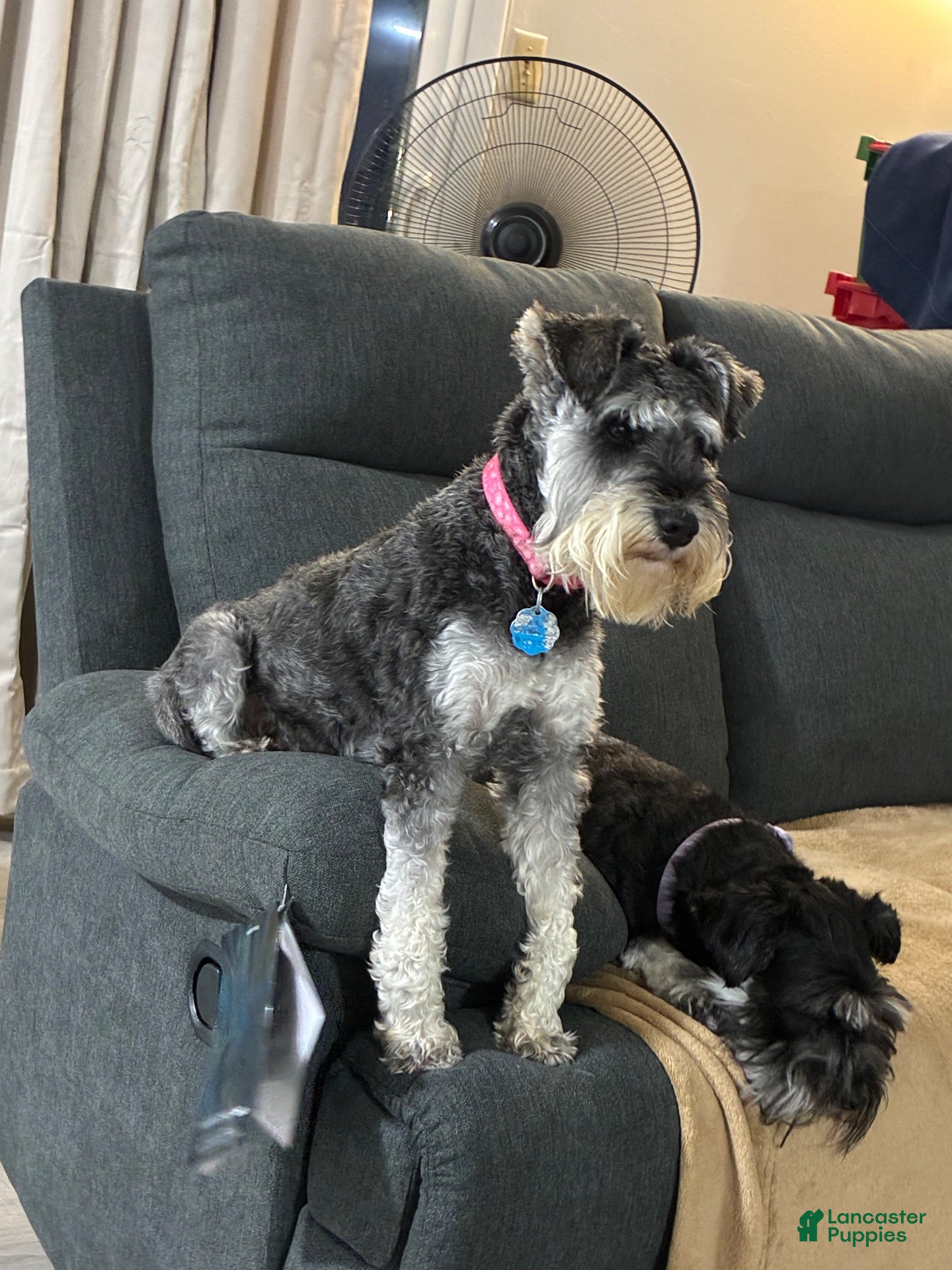 Miniature Schnauzer dogs Miniature Schnauzer 1 - Ad 29