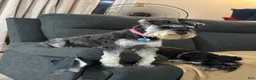 Miniature Schnauzer dogs for sale: Miniature Schnauzer 1 - Ad 1