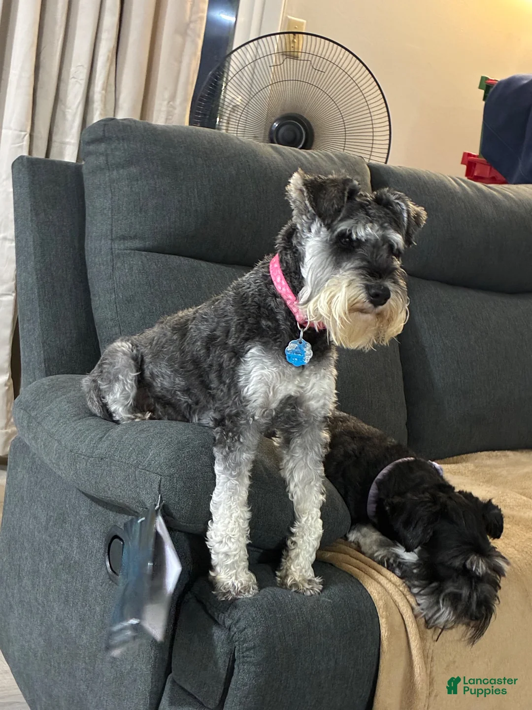 Miniature Schnauzer dogs for sale: Miniature Schnauzer 1 - Ad 1