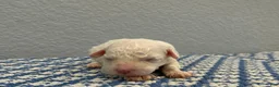 Mini Goldendoodle dogs for sale: Ty - Ad 3