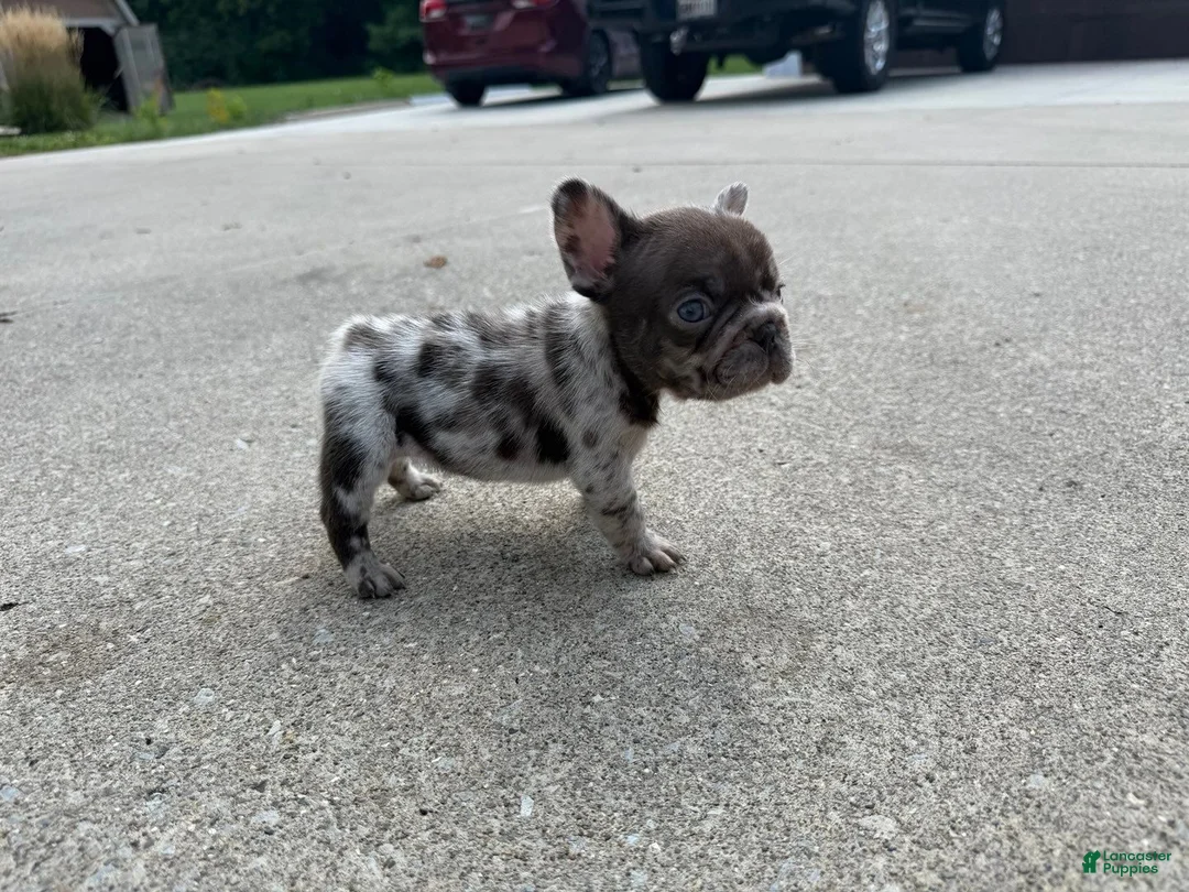 French Bulldog dogs for sale: Small Female Isabella Merle Puppy: - Ad 2