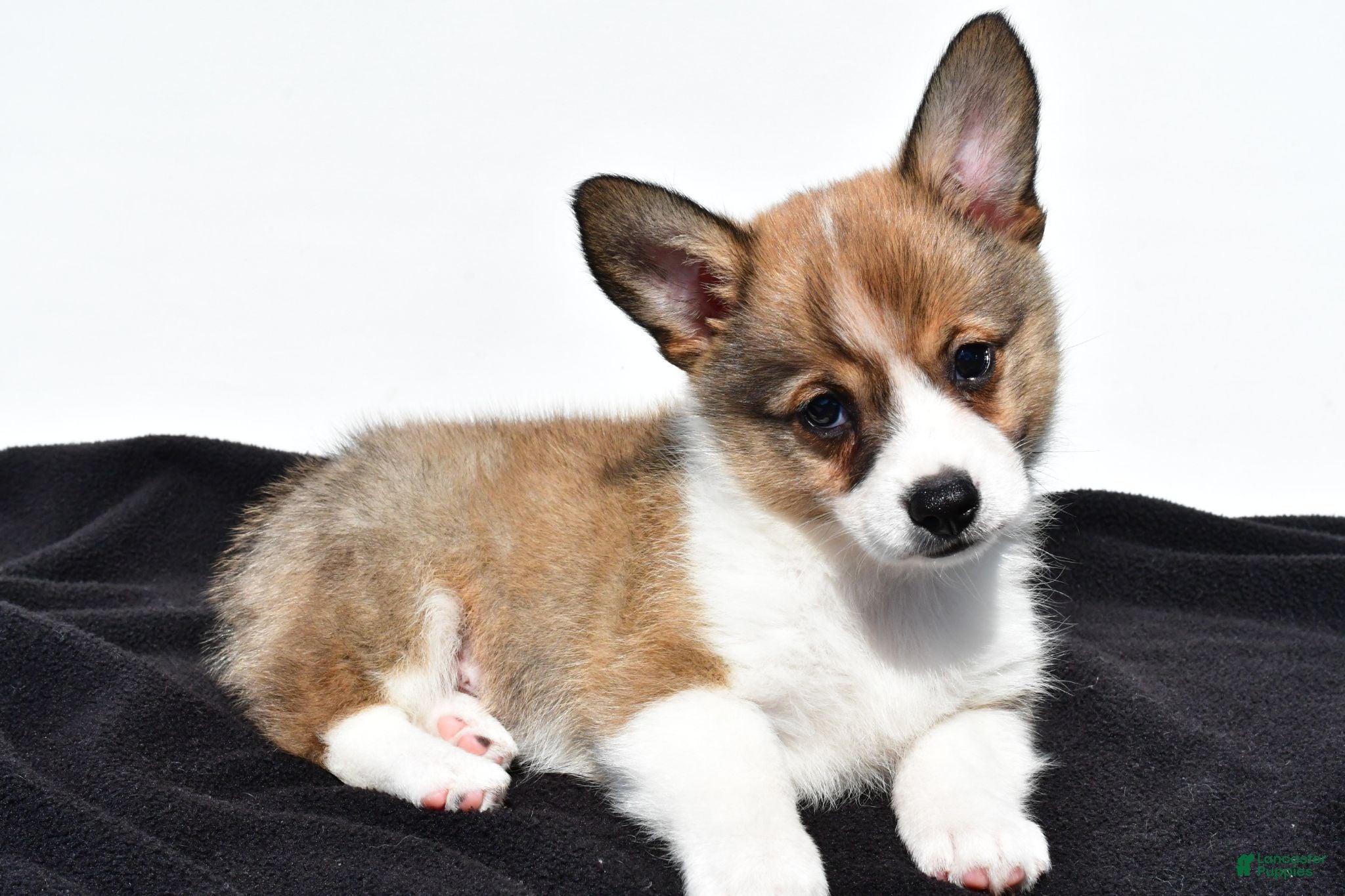 Mixed Breed dogs for sale: Ollie - Ad 4