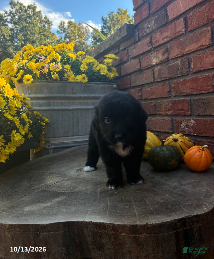 Mini Bernedoodle dogs Jasper - Ad 2
