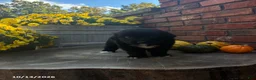 Mini Bernedoodle dogs for sale: Jasper - Ad 2