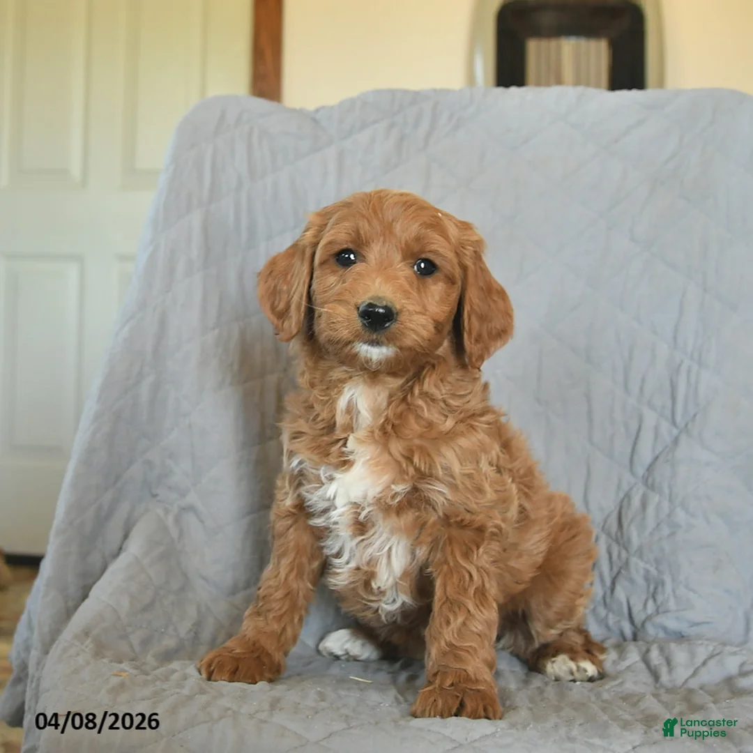 Mini Goldendoodle dogs for sale: Kisses  - Ad 2