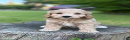 Cockapoo dogs for sale: Nova  - Ad 2