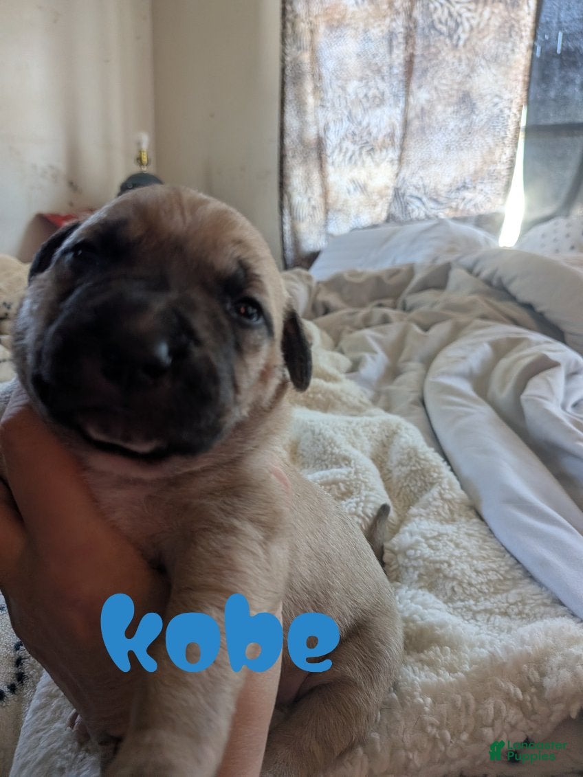Mixed Breed dogs Kobe - Ad 1