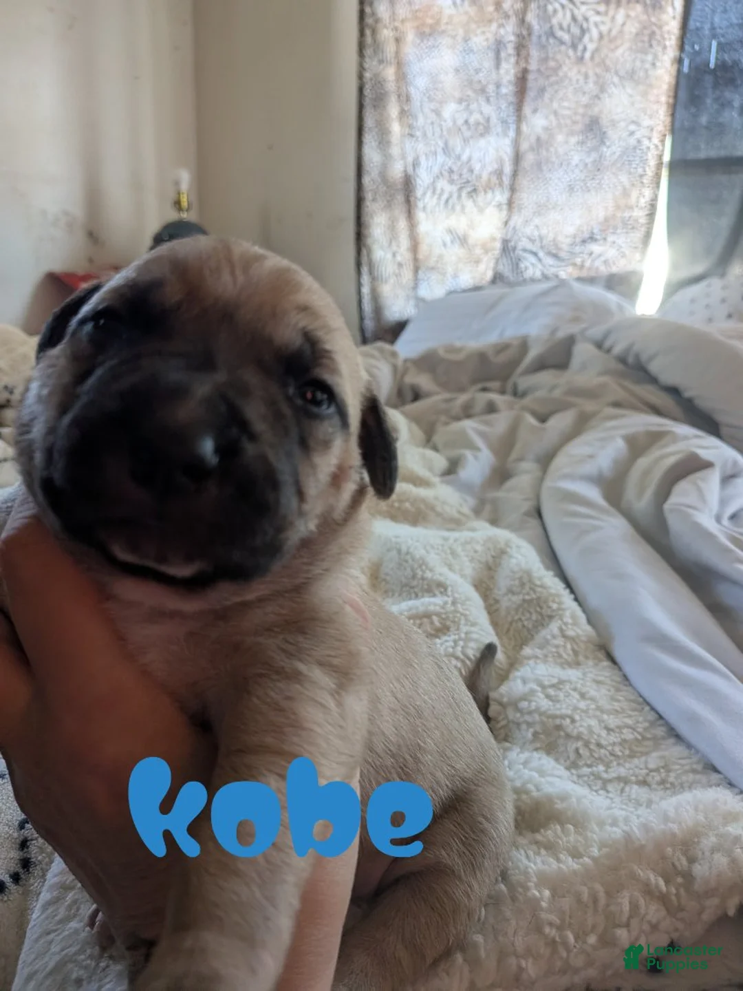 Mixed Breed dogs for sale: Kobe - Ad 1