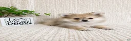 Pomeranian dogs for sale: Teddy - Ad 4