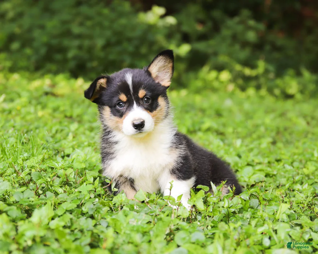 Gallery Image {{count}}