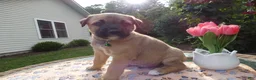 Cane Corso dogs for sale: Cane Corso Puppy 3 Solomon - Ad 2