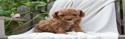 Mini Goldendoodle dogs for sale: Hollister - Ad 1