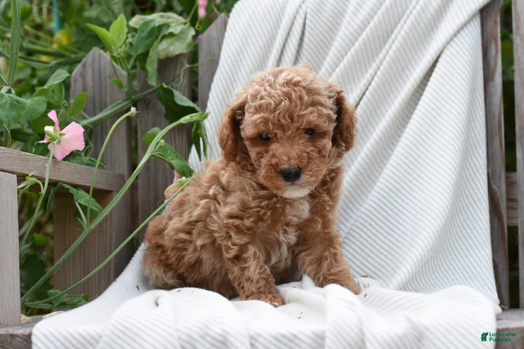 Mini Goldendoodle dogs for sale: Hollister - Ad 1