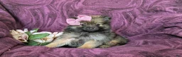 Pomeranian dogs for sale: Jennae - Ad 5