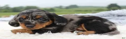 Miniature Dachshund dogs for sale: Miniature Dachshund 1 - Ad 3