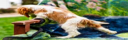 Mixed Breed dogs for sale: Janie - Ad 11