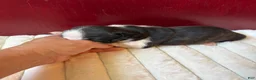 Boston Terrier dogs for sale: TiggerBoston Terrier 2 - Ad 2