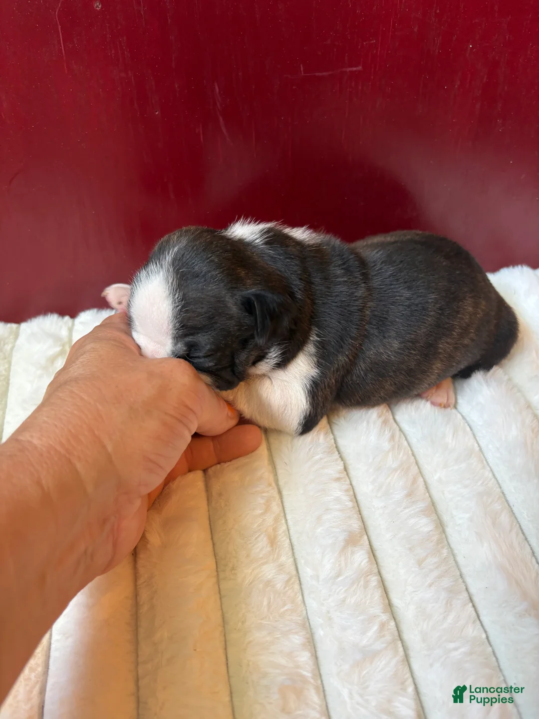 Boston Terrier dogs for sale: TiggerBoston Terrier 2 - Ad 2
