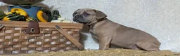 French Bulldog dogs for sale: Yeti - Ad 8