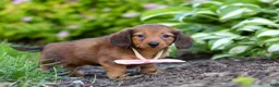 Miniature Dachshund dogs for sale: Allie - Ad 15