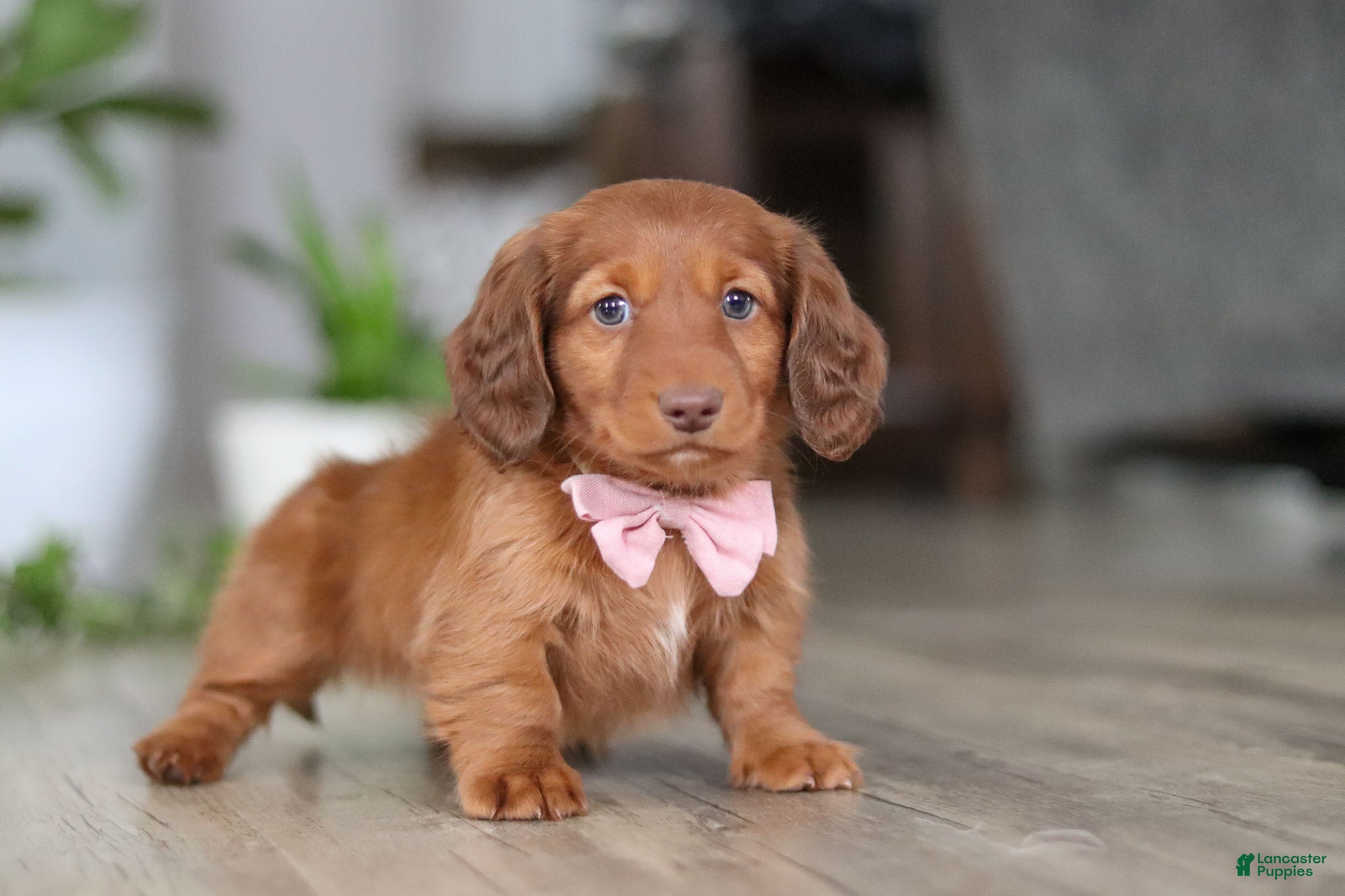 Miniature Dachshund dogs Max - Ad 21