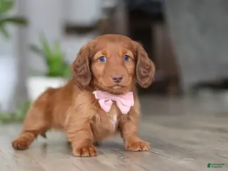 Miniature Dachshund dogs Max - Ad 21