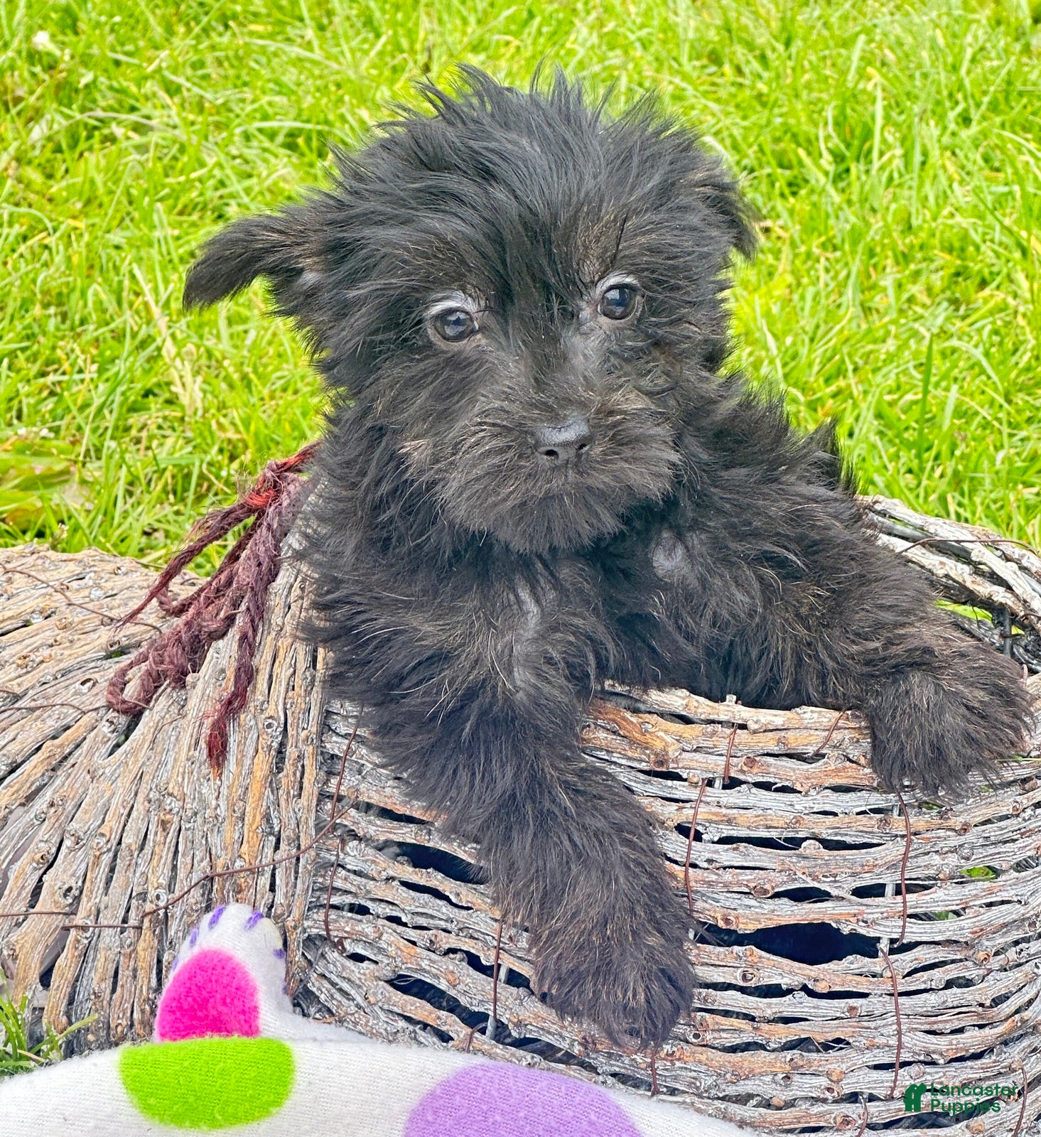 Yorkiepoo dogs for sale: Yorkiepoo Penny - Ad 1