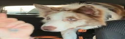 Mixed Breed dogs for sale: Dippy - Ad 3