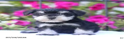 Miniature Schnauzer dogs for sale: Cameron - Ad 3