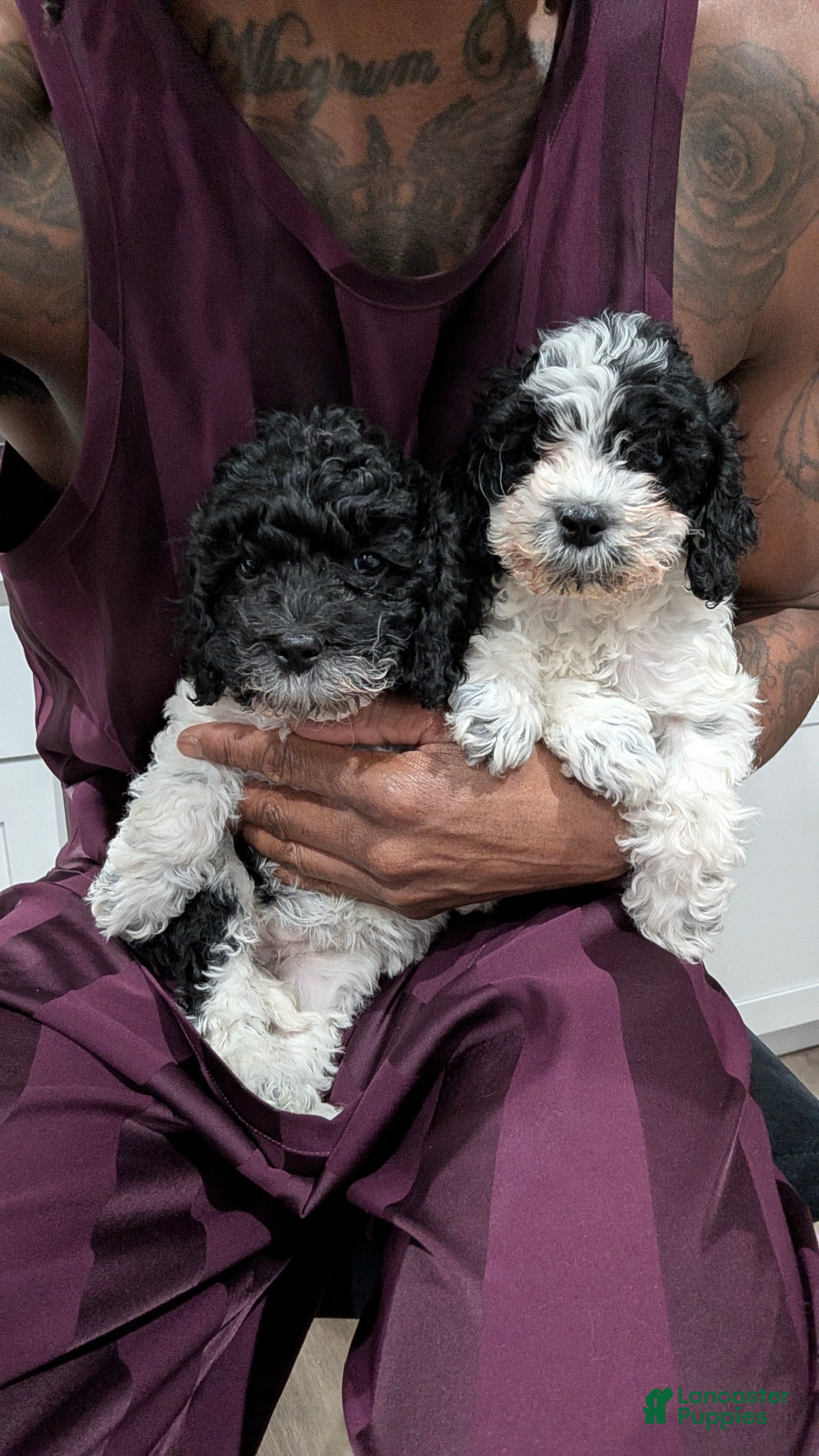 Cockapoo dogs Raven (F2b) - Ad 35