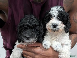 Cockapoo dogs Raven (F2b) - Ad 35